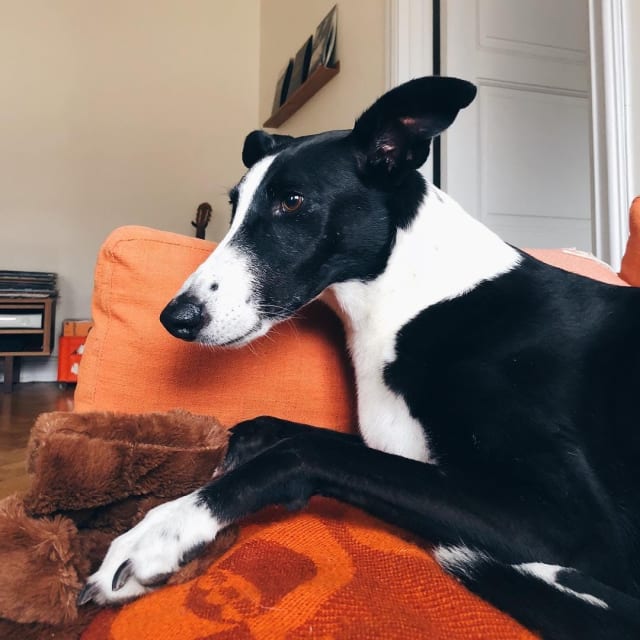 Meet Maja, our office dog
